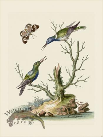 Edwards 035 White Belly'd